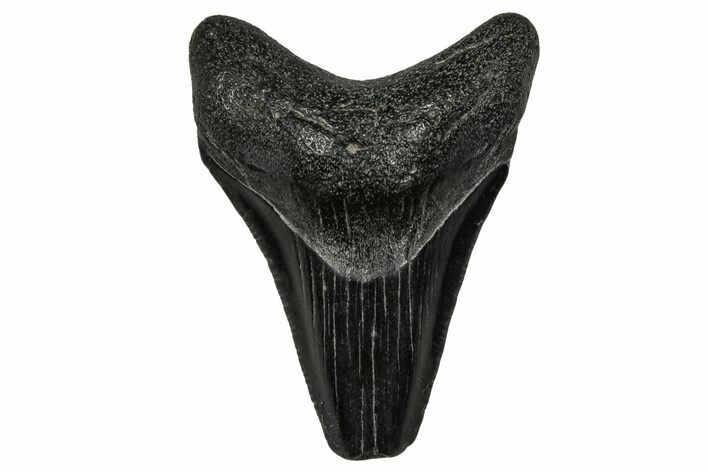Juvenile Megalodon Tooth - South Carolina #340726